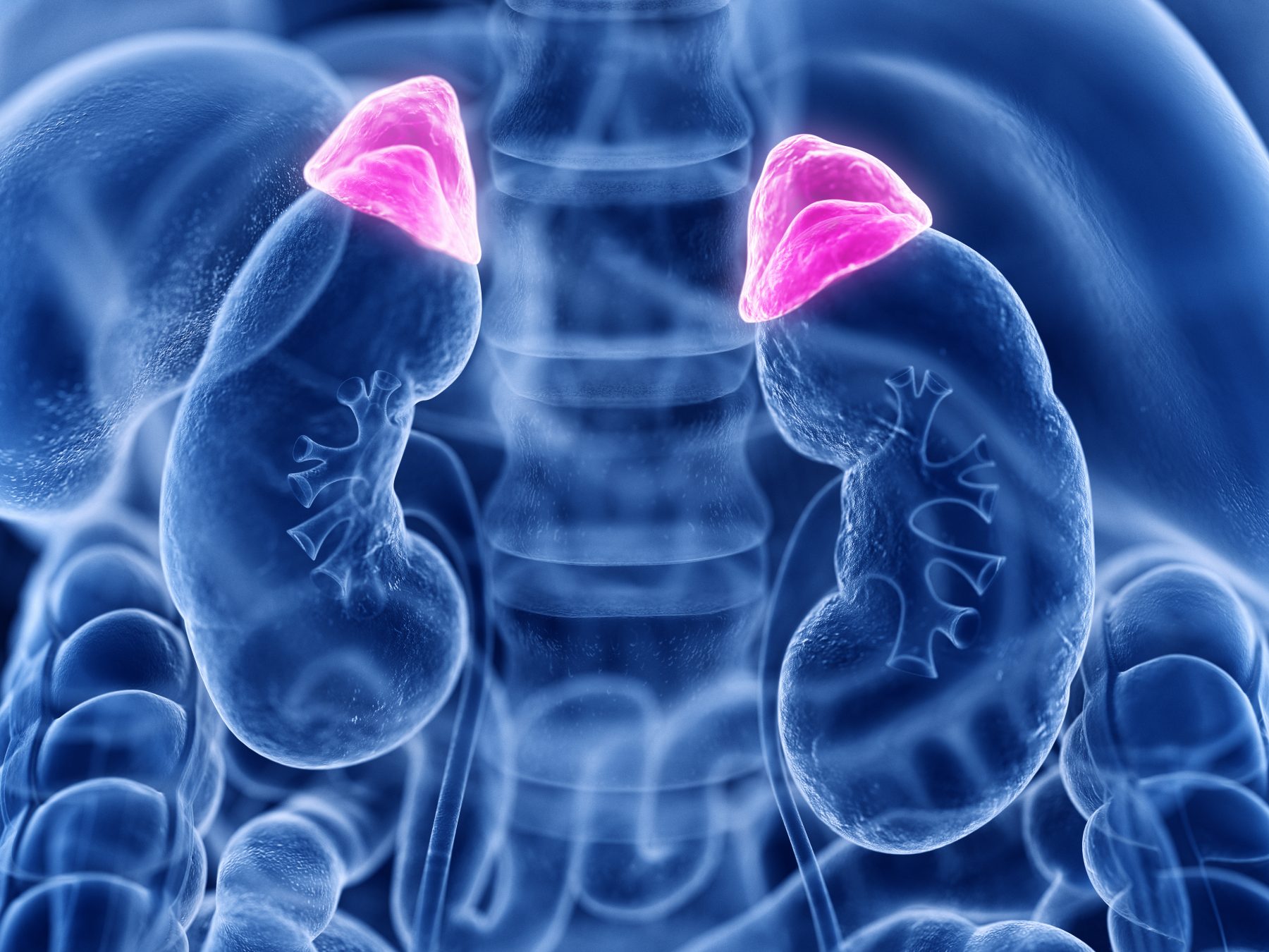 Adrenal Health- The Stress Gland