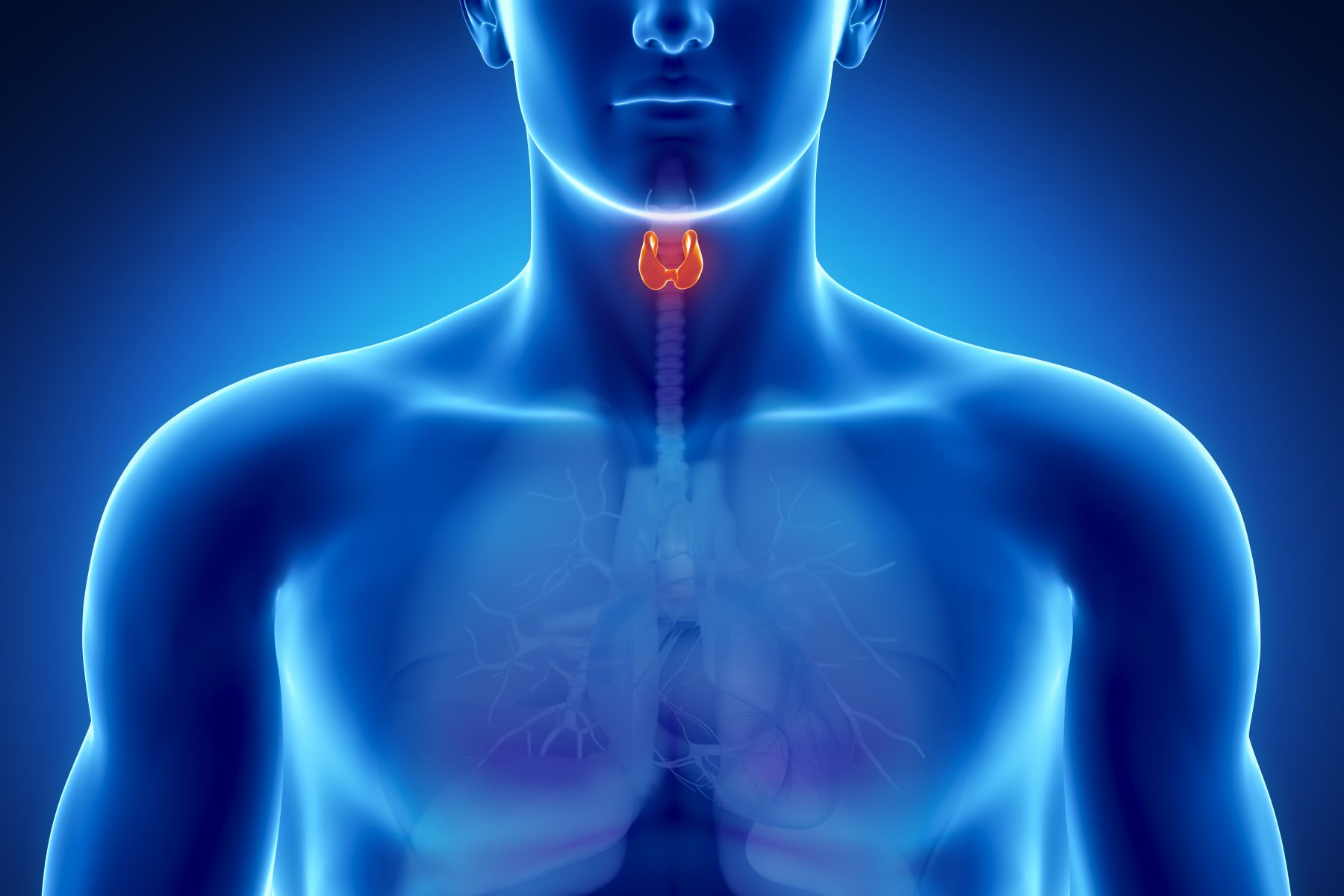 Male thyroid anatomy in computer illustration