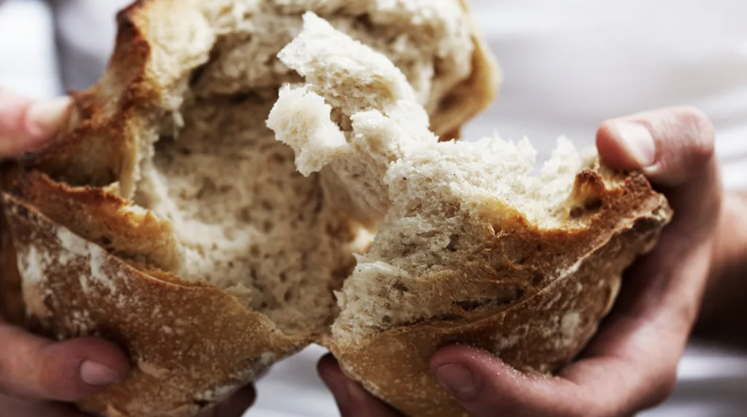 Loaf of artisan bread being broken in half demonstrating gluten structure