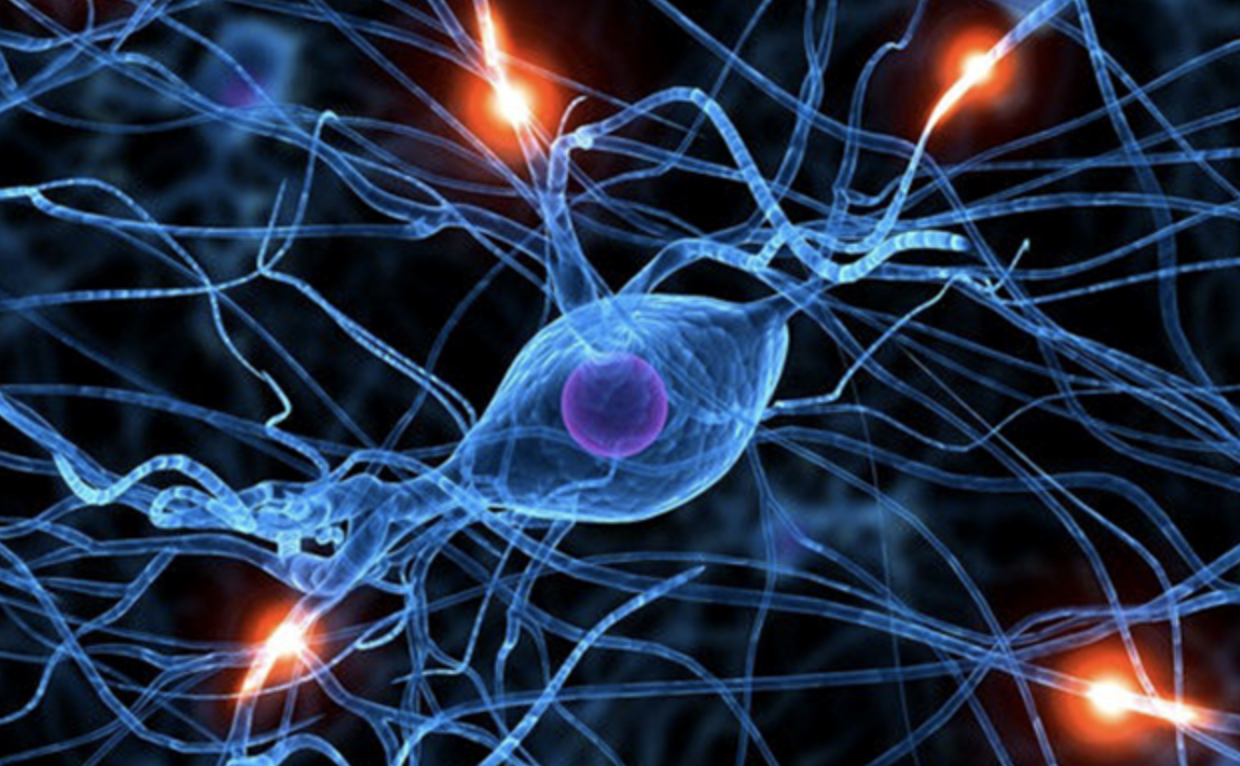 Nerve cells showing electrical activity