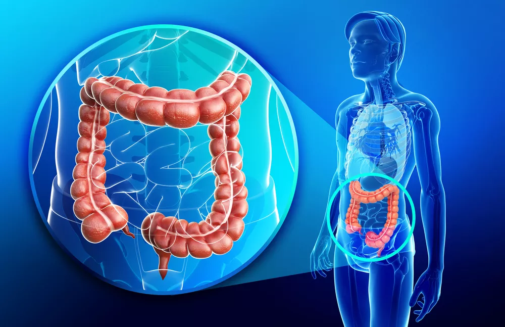 Closeup illustration of intestines in the human body