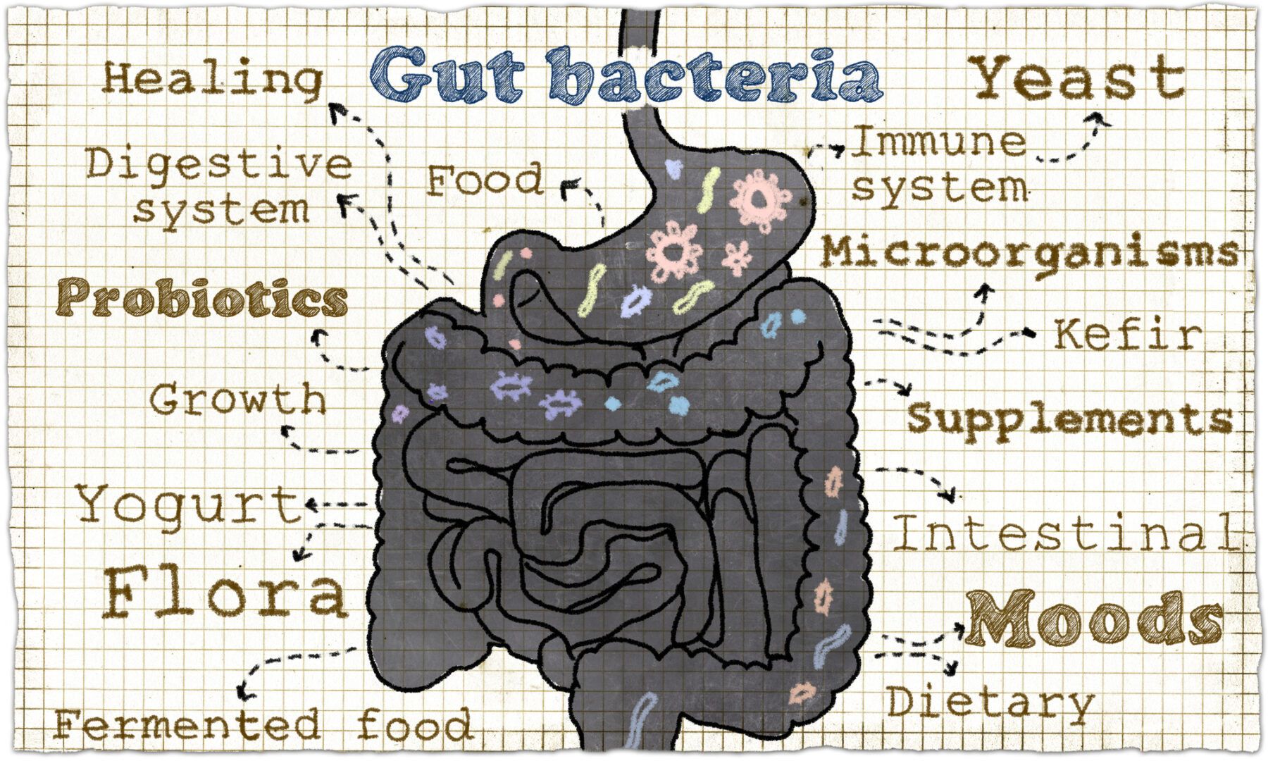 Graphic showing key components of feeding the microbiome