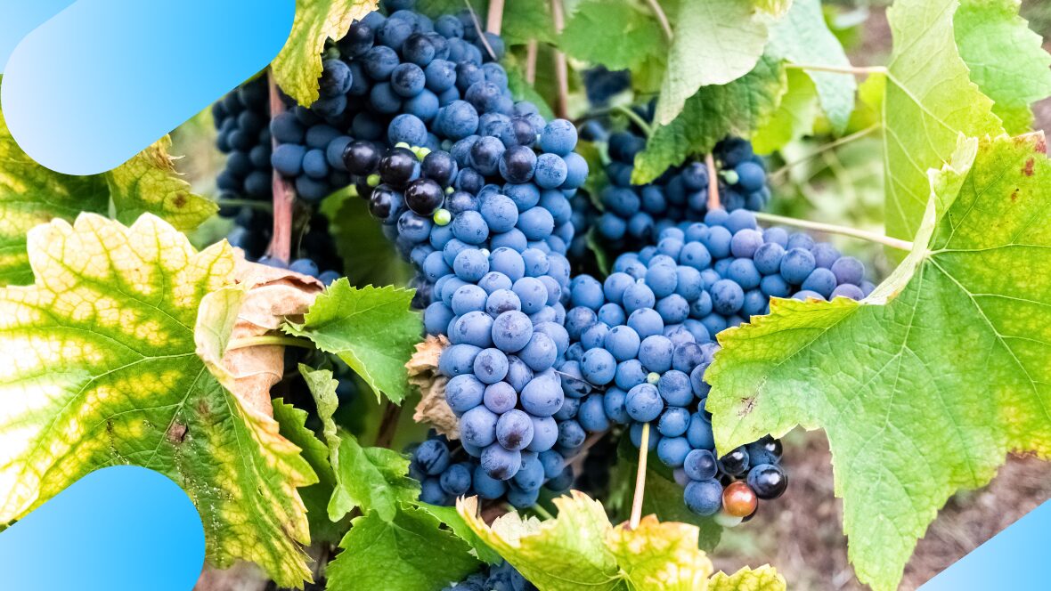 Resveratrol: Exploring the Science Behind the “Longevity Molecule”